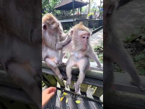 Monkey Core#fyp #humor #luangameplay #monkeycore