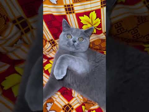 This Kitten Won’t Stop Playing 😍🐾 | Nonstop Cute Energy