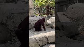 Orangutans at the Lowry Park Zoo in Tampa #nature #zoo #orangutans #family #summerfun