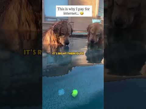 🐕😂🤗✨️