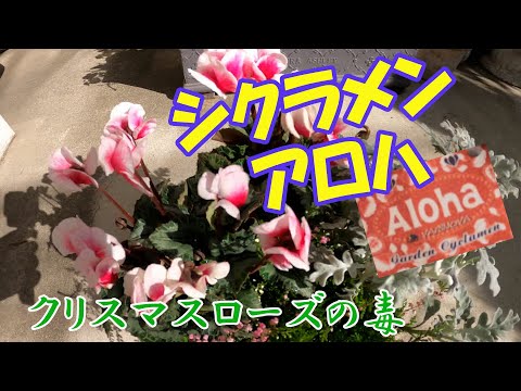 【ホームセンター・コウナン】ガーデンシクラメン・アロハの寄せ植えと格闘。クリスマスローズの葉には、毒が、有ります。(腕をやられた。)2023年秋