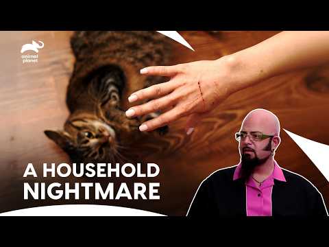 Can Jackson Stop Destructive Behaviour of Cat Before It’s Too Late?| My Cat From Hell| Animal Planet