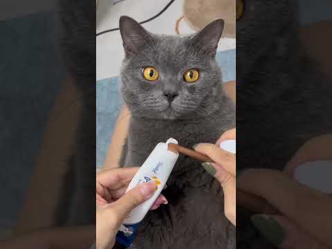 Easy pet dental care Pet Mouth Cleaning Toothbrush Kit ( # 2867 ) ▶️