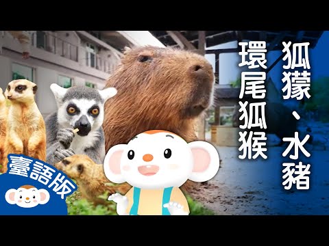 【看樂樂TV學臺語】 #水豚、#狐獴 和#環尾狐猴