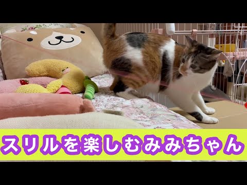 スリルを樂しむみみちゃん 676