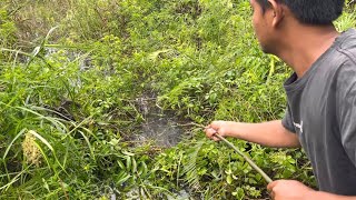 Hujan Semalaman Membuat Lembat Berusia Puluhan Tahun Keluar Dari Persembunyiannya 😱😱😱
