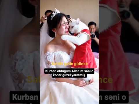 Seni Bırakmam🥰 #shorts #pati #pet #pets #cat #marriage #top #nature #keşfet #reels #viral @endogaltv