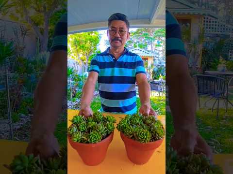 #succulentslover