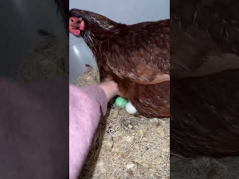 these nests aint free, pay the fee ! #chickencoop #chickens #eggcollecting