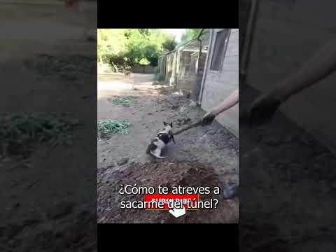 Reacción a videos graciosos l Reacción mexicano 24 #meez9  #meezjuegos