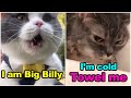 Unique Cats and Their Traits