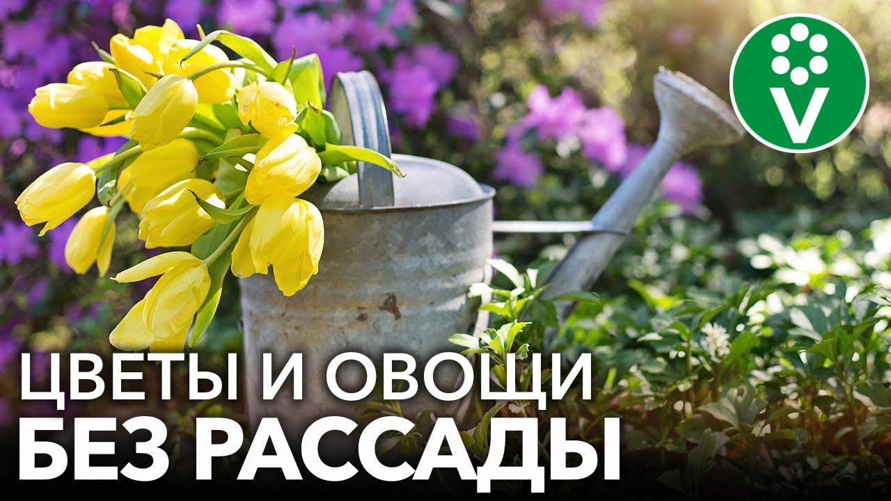 Посейте в мае это сразу в грунт! Обзор цветов и овощей, которые необходимо посадить в мае