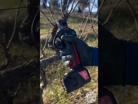 Electric Pruning Shears PS 23-28C FASTER || For Orchards & Vineyards || #pruning #shorts