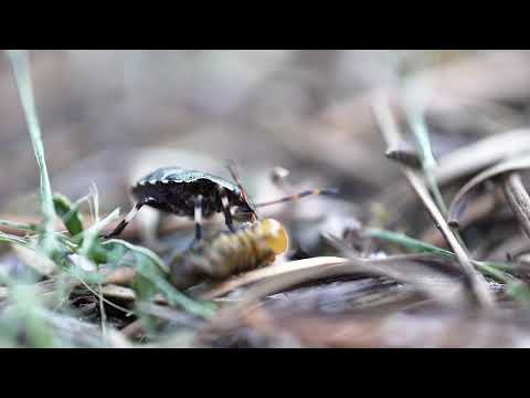 Bug Drinks another Bug