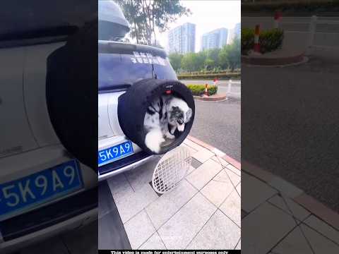 This Crazy Dog Poops In The Car #shortsvideo #shorts