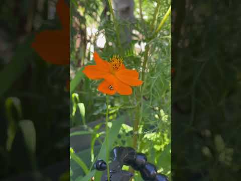 Flower Lady #nature #miraculousnature #ladybuglove #insects #flowers #ladybug #ladybugs #gardening