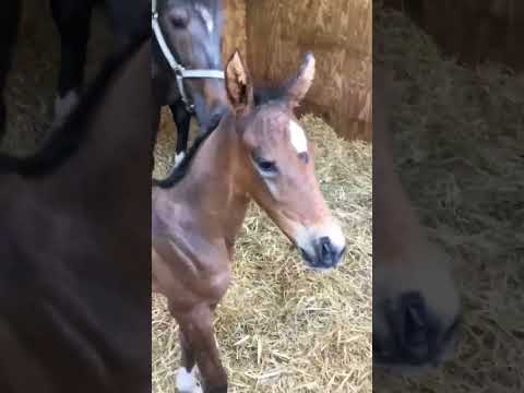 Funny foal#horse#horselover#foal#funny#fyp