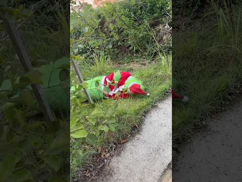 GRINCH DORMIU NO MATO
