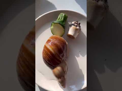 Poire, mon escargot géant, s’est réveillée de son hibernation ! 🐌 #YouTubeCreatorCommunity