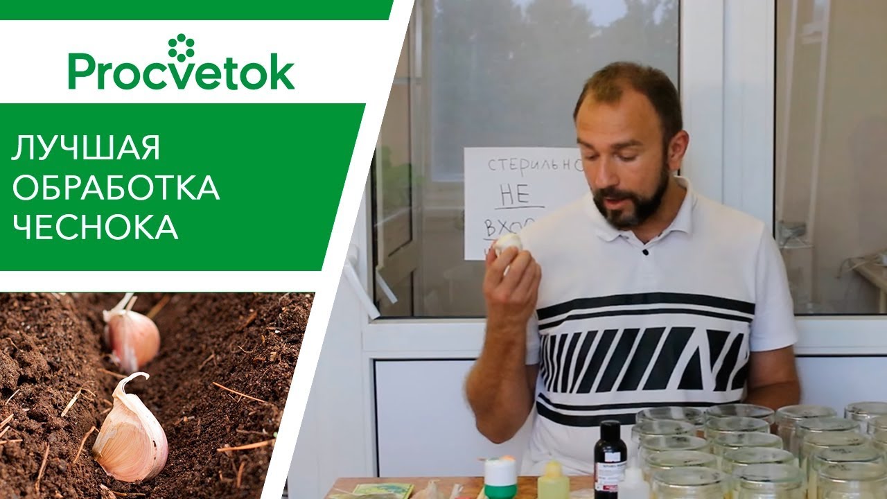 Это лучшая обработка при посадке чеснока на зиму. Вот это корни!