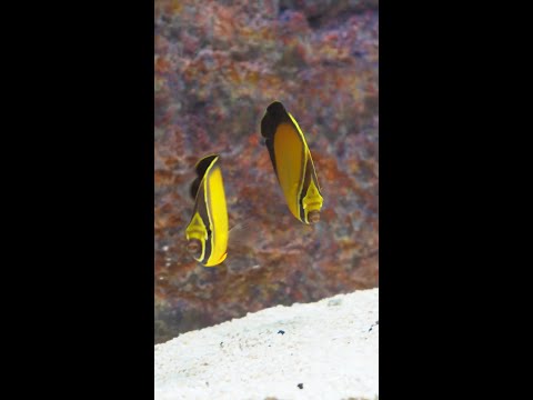 Coming this Monday to Diver's Den at 5pm CST! Coming this Monday to Diver's Den at 5pm CST!
👉http://tiny.cc/969m001
#liveaquaria #diversden #wy