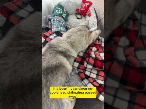 Husky Still Looks for His Best Friend Every Day