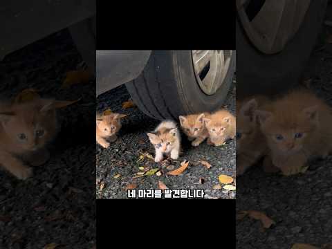 어미 없는 새끼냥 4마리를 발견한 남성