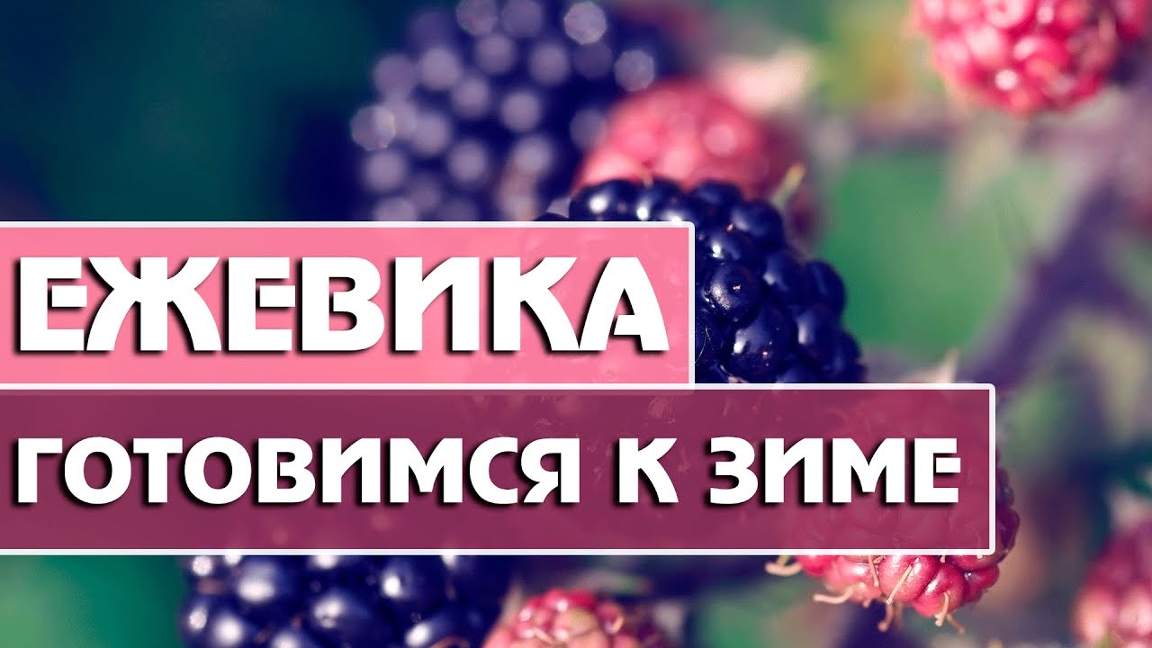 Ежевика Готовимся к зиме!