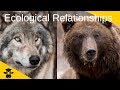 Exploring Ecological Relationships: Competition, Predation, and Symbiosis