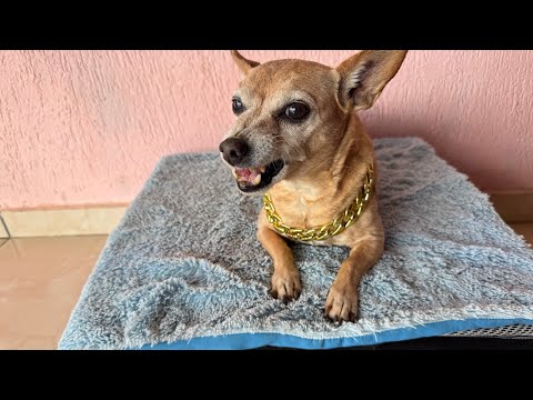 Pinscher fica com medo de roubarem seu colar de ouro ￼