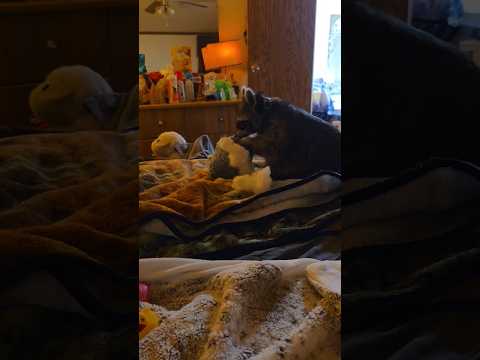 Tigger The Raccoon Tearing Up Hedgie 🦝❤️🦔 #raccoon #furbaby #wildlife #RACCOONLIVESMATTER #cute