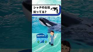 シャチの生態知ってる？#都音ゆずたみ #shorts #vtuber