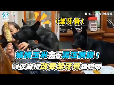 【媽啃玉米太香黑汪嘴饞！ 討吃被拒改要潔牙骨超聰明】｜FB / 布丁在我家