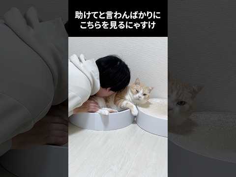 うちの猫解説　#猫 #ねこ #猫動画
