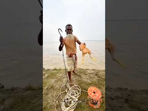 जिंदा मुर्गे से पकड़ी गई गंगा की विशाल कैटफ़िश!।।#ytshorts  #fishing  #facts #oceanadventure