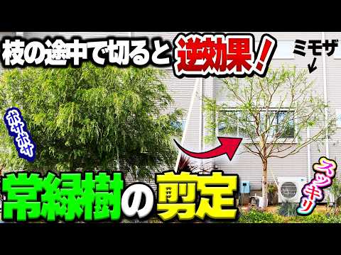 【時間を巻き戻す剪定】○○すれば２年前の木の大きさに巻き戻せる【ミモザ・ヤマボウシ】【タダ剪定】