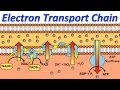 Mitochondrial Function and Processes