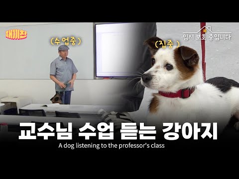 임시보호 중인 강아지 데리고 대학교에 강의 들으러 다녀왔습니다Took the Foster Dog with Me to University While Attending Lectures