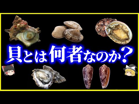 【ゆっくり解説】「貝」とは何者なのか？を解説【総集編】/貝毒、アサリ、サザエ、ハマグリ、アワビ他＜作業用＞＜睡眠用＞