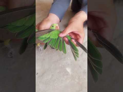 How to cut parrot Wing 🪽 #talkingparot #parrot #birds