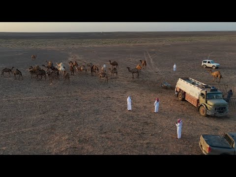 سلسلة الصحراء_بالحماد عند ابل ابو سعود