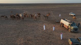 سلسلة الصحراء_بالحماد عند ابل ابو سعود