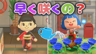 【検証】お客さんに水やりをしてもらうとあおいバラは何日で咲く？【あつ森ゆっくり実況】