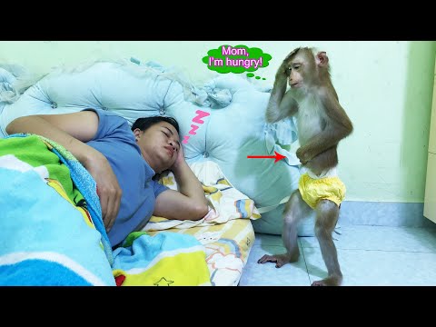 Monkey Lyly fends for herself when her mother falls asleep and doesn't prepare breakfast for her