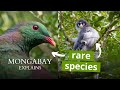 Endemic Species and Conservation Challenges