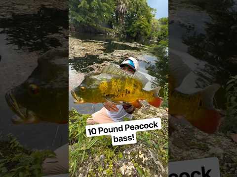 10 pound peacock BASS IN miami video thumbnail
