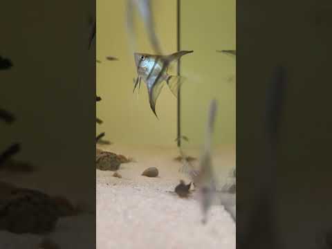 Fluval Bug Bites Feeding Frenzy! #shorts