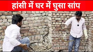 हांसी में घर में घुसा सांप