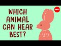 Animal Hearing Mechanisms and Adaptations