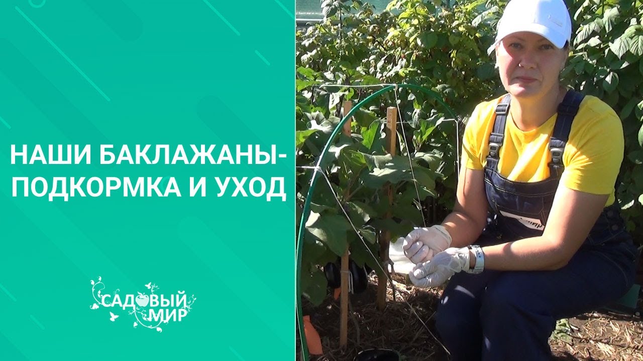 Не жалейте баклажаны! Пасынкуйте! Урожай гарантирован